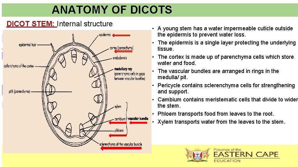ANATOMY OF DICOTS DICOT STEM: Internal structure • A young stem has a water
