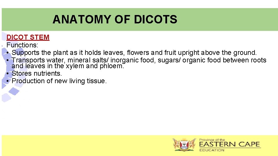ANATOMY OF DICOTS DICOT STEM Functions: • Supports the plant as it holds leaves,