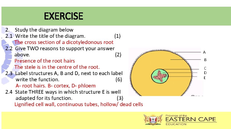 EXERCISE 2. Study the diagram below 2. 1 Write the title of the diagram.