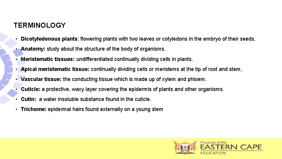 TERMINOLOGY • Dicotyledonous plants: flowering plants with two leaves or cotyledons in the embryo