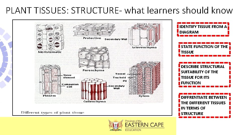PLANT TISSUES: STRUCTURE- what learners should know IDENTIFY TISSUE FROM A DIAGRAM STATE FUNCTION