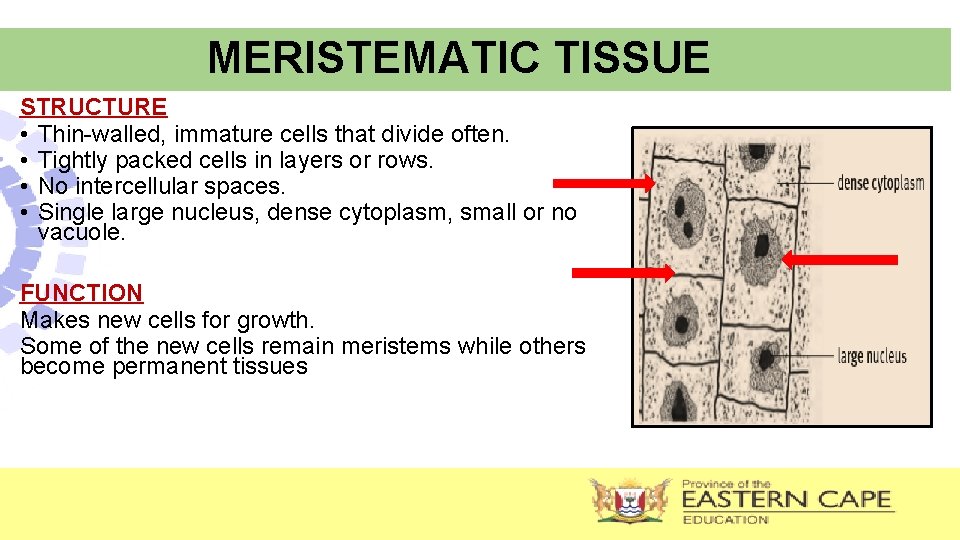 MERISTEMATIC TISSUE STRUCTURE • Thin-walled, immature cells that divide often. • Tightly packed cells