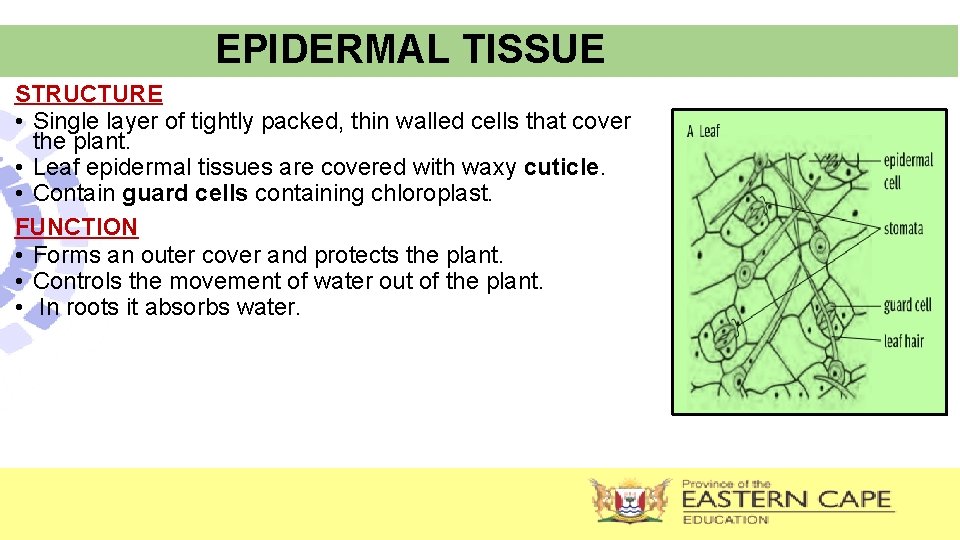 EPIDERMAL TISSUE STRUCTURE • Single layer of tightly packed, thin walled cells that cover