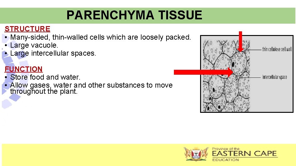 PARENCHYMA TISSUE STRUCTURE • Many-sided, thin-walled cells which are loosely packed. • Large vacuole.