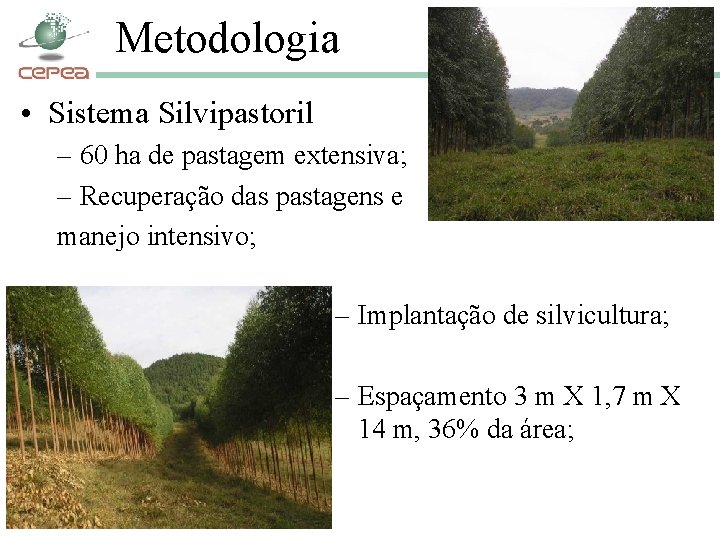 Metodologia • Sistema Silvipastoril – 60 ha de pastagem extensiva; – Recuperação das pastagens