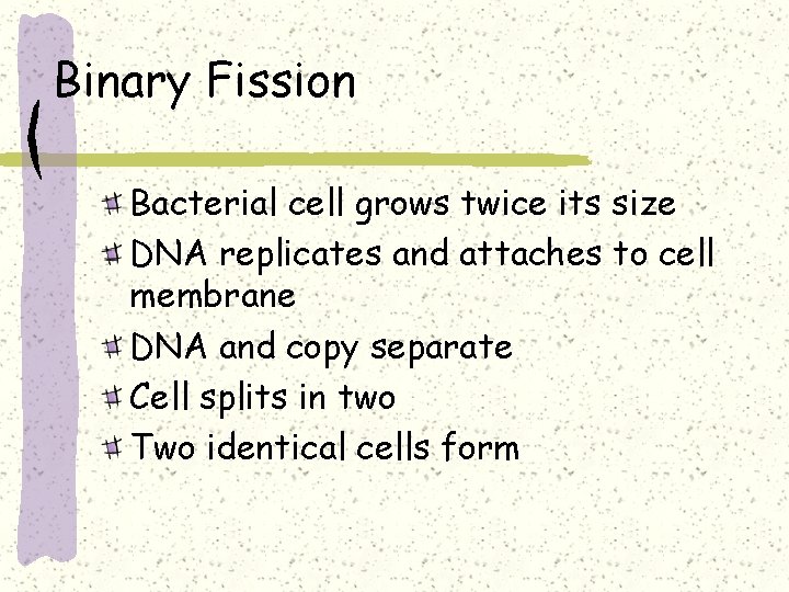 Binary Fission Bacterial cell grows twice its size DNA replicates and attaches to cell