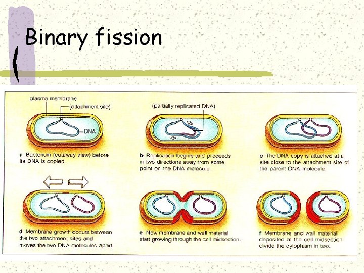Binary fission 