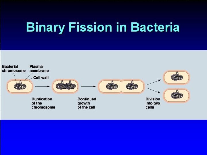 Binary Fission 