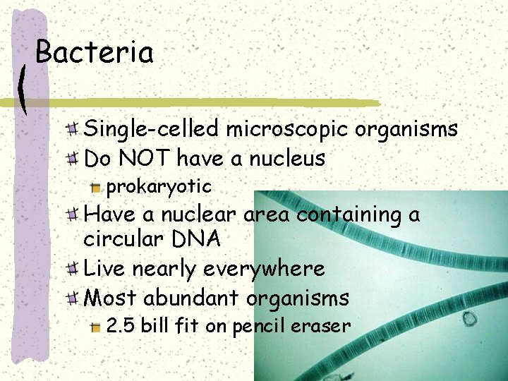 Bacteria Single-celled microscopic organisms Do NOT have a nucleus prokaryotic Have a nuclear area