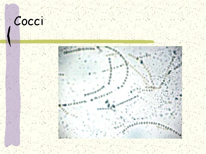 Cocci 