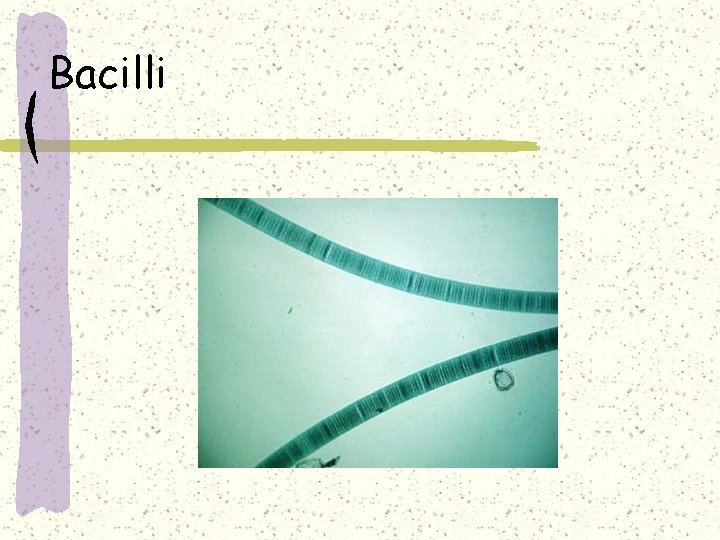 Bacilli 