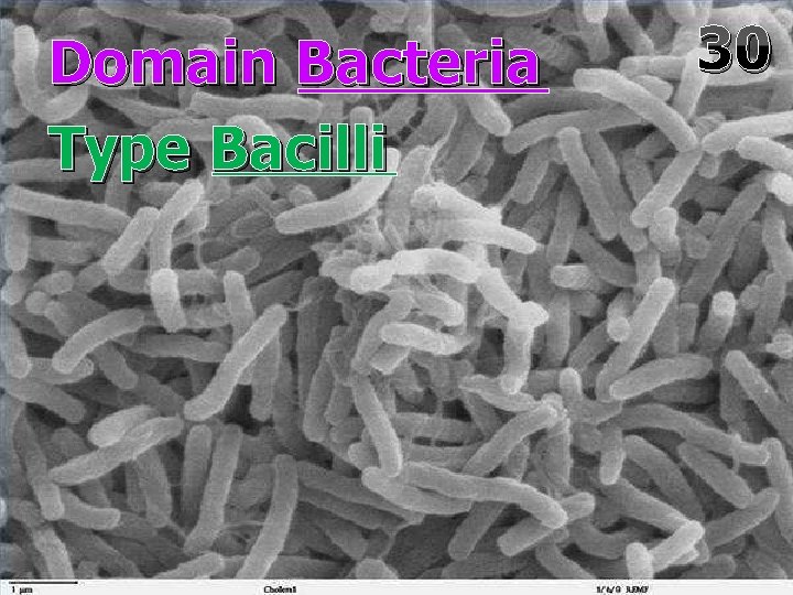 Domain Bacteria Type Bacilli 30 