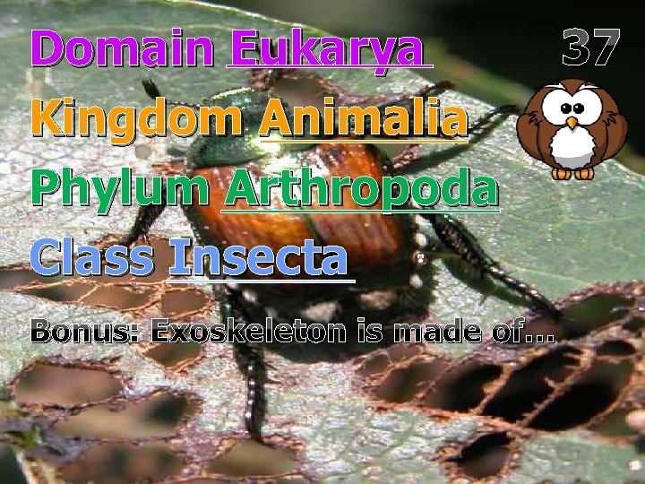 Domain Eukarya Kingdom Animalia Phylum Arthropoda Class Insecta Bonus: Exoskeleton is made of… 37