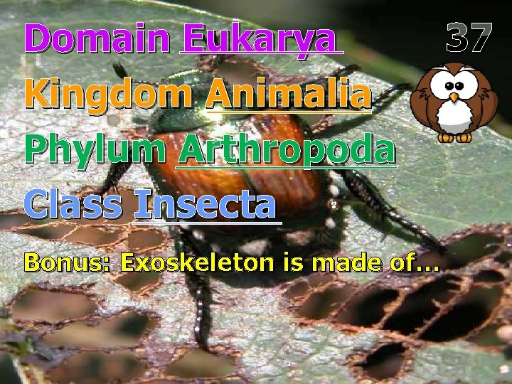 Domain Eukarya Kingdom Animalia Phylum Arthropoda Class Insecta Bonus: Exoskeleton is made of… 37