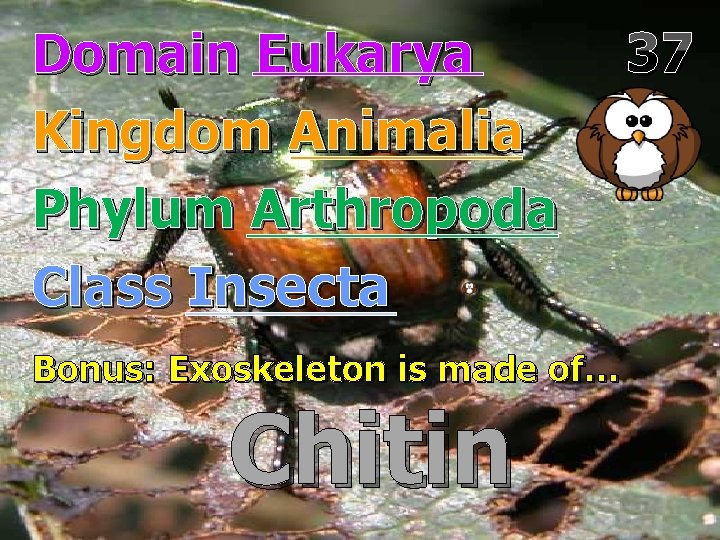 Domain Eukarya Kingdom Animalia Phylum Arthropoda Class Insecta Bonus: Exoskeleton is made of… Chitin