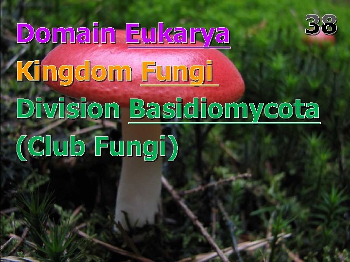 38 Domain Eukarya Kingdom Fungi Division Basidiomycota (Club Fungi) 