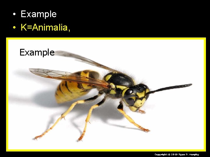  • Example • K=Animalia, Example Copyright © 2010 Ryan P. Murphy 
