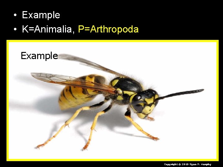  • Example • K=Animalia, P=Arthropoda Example Copyright © 2010 Ryan P. Murphy 