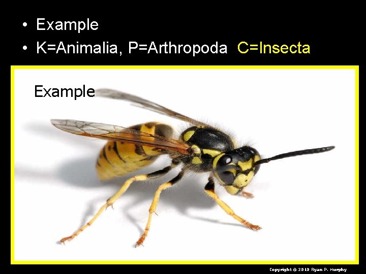  • Example • K=Animalia, P=Arthropoda C=Insecta Example Copyright © 2010 Ryan P. Murphy