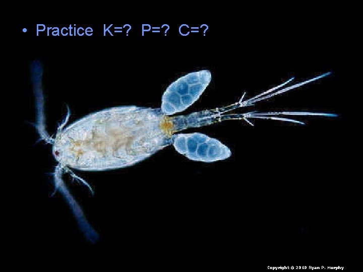  • Practice K=? P=? C=? Copyright © 2010 Ryan P. Murphy 