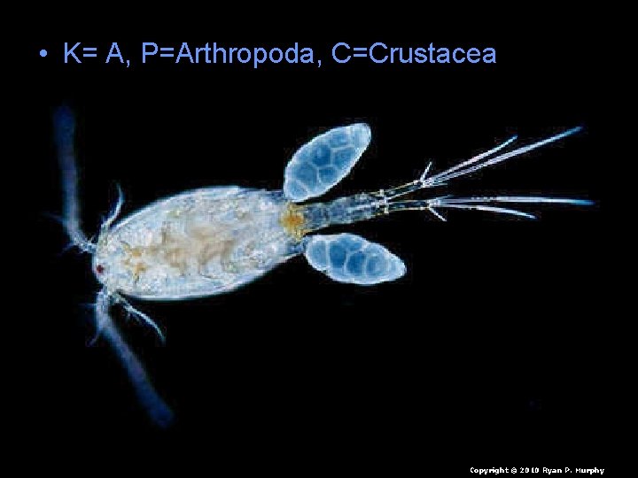  • K= A, P=Arthropoda, C=Crustacea Copyright © 2010 Ryan P. Murphy 