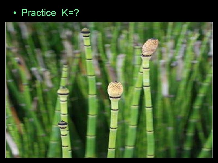  • Practice K=? 