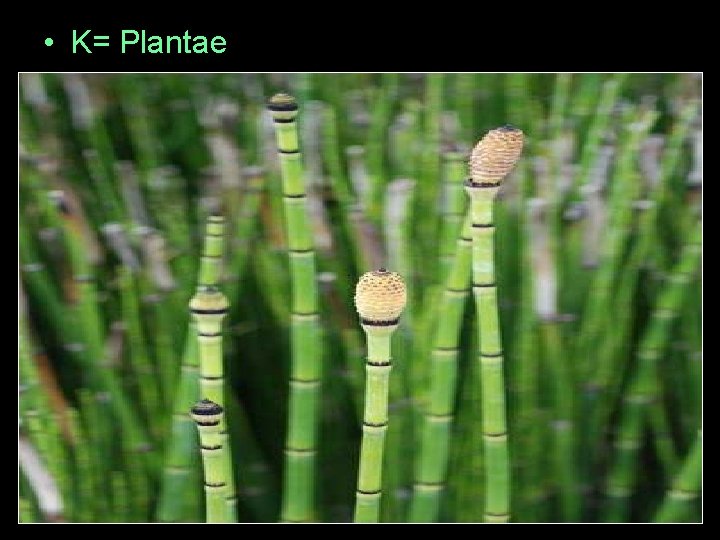  • K= Plantae 