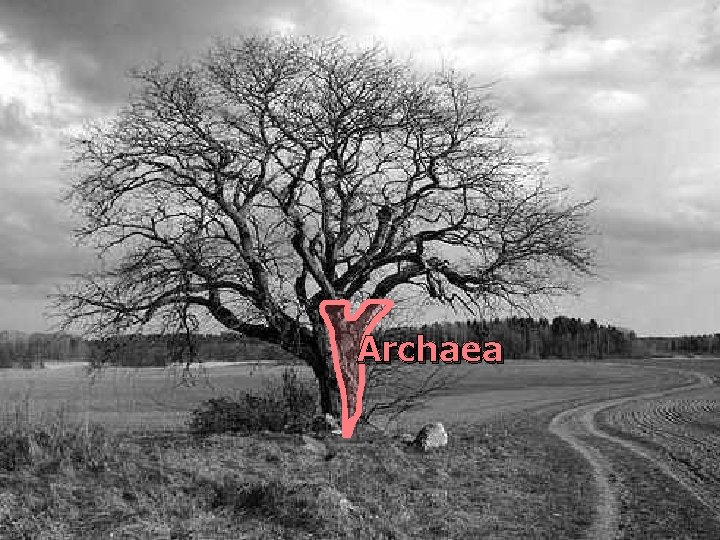 Archaea 