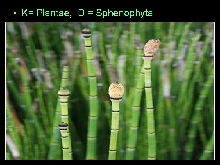  • K= Plantae, D = Sphenophyta 