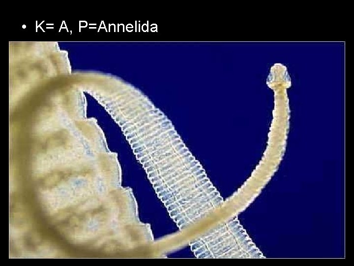  • K= A, P=Annelida 