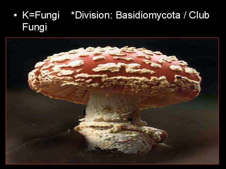  • K=Fungi *Division: Basidiomycota / Club 