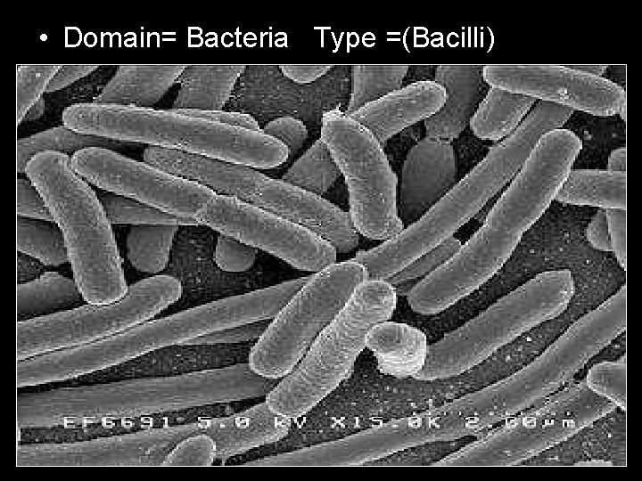  • Domain= Bacteria Type =(Bacilli) 