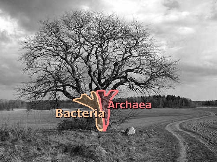 Bacteria Archaea 