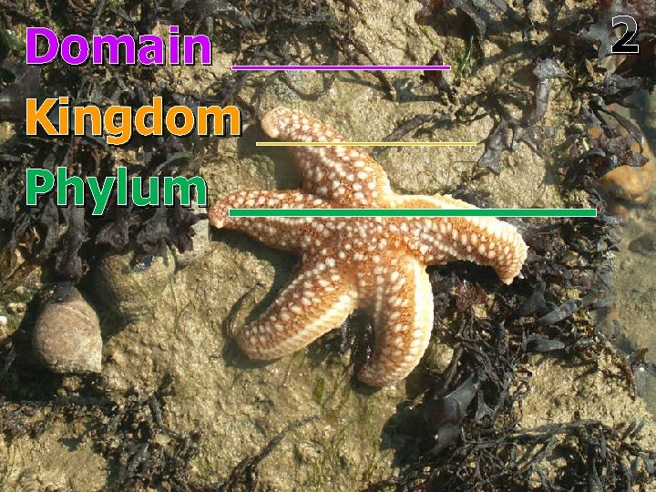 Domain Kingdom Phylum 2 
