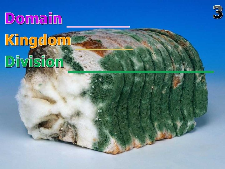 Domain Kingdom Division 3 