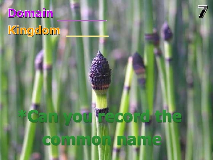 Domain Kingdom *Can you record the common name 7 