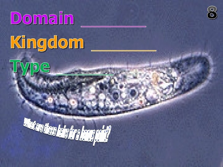 Domain Kingdom Type 8 