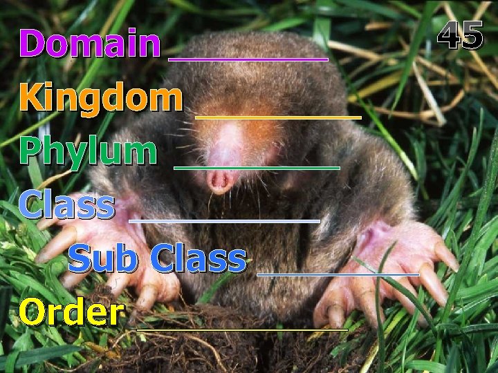 Domain Kingdom Phylum Class Sub Class Order 45 