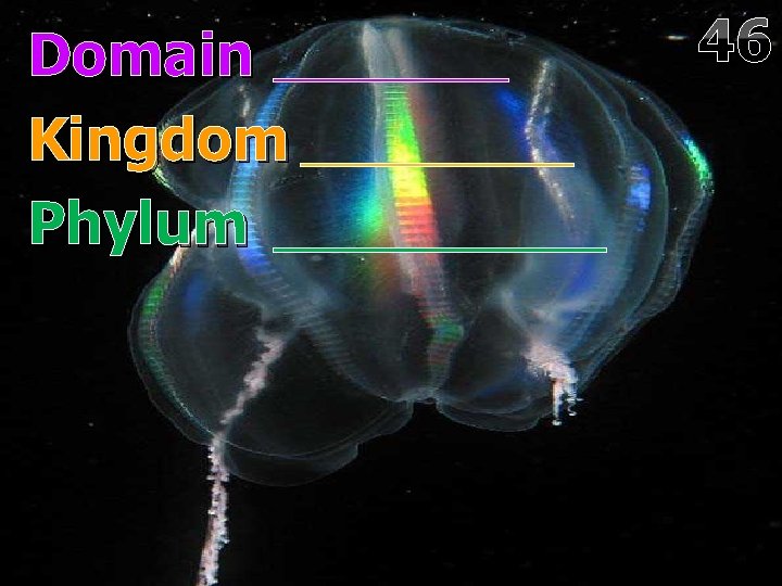 Domain Kingdom Phylum 46 