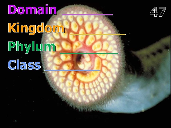 Domain Kingdom Phylum Class 47 