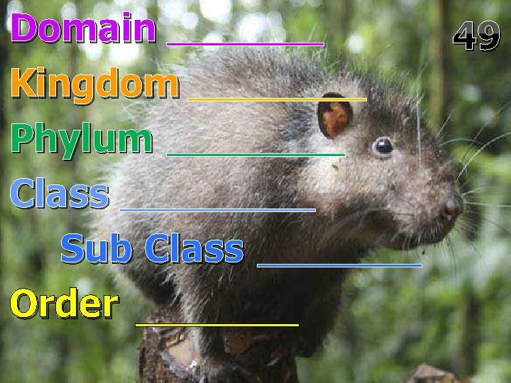 Domain Kingdom Phylum Class Sub Class Order 49 