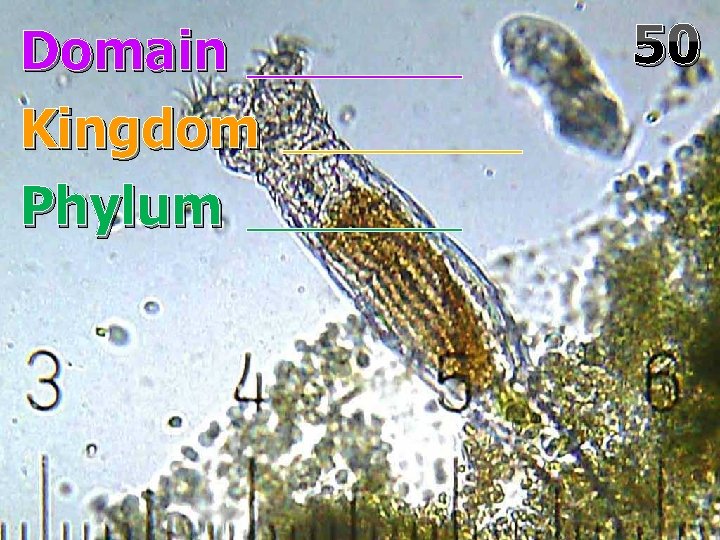 Domain Kingdom Phylum 50 