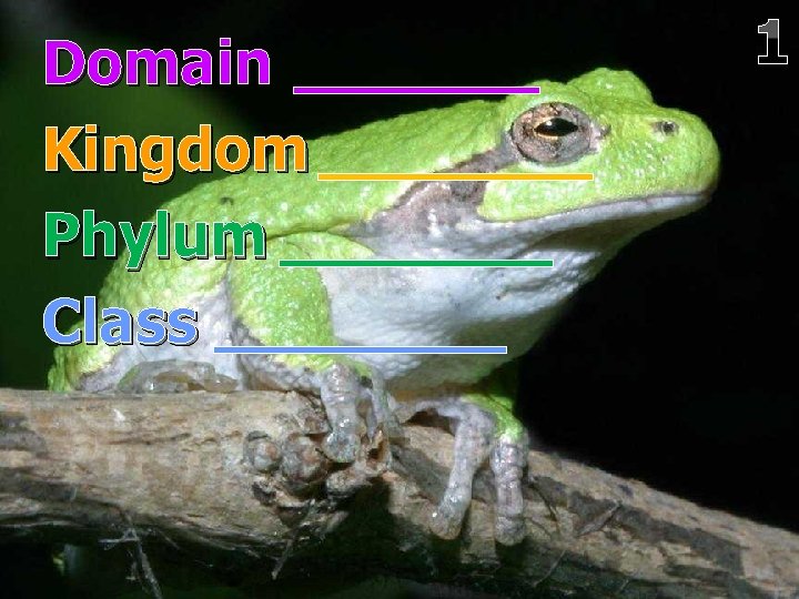 Domain Kingdom Phylum Class 1 