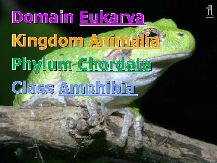 Domain Eukarya Kingdom Animalia Phylum Chordata Class Amphibia 1 