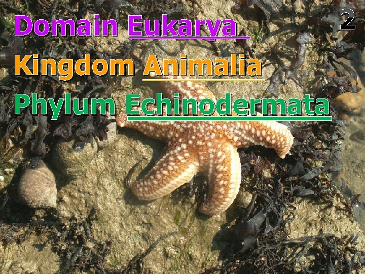 2 Domain Eukarya Kingdom Animalia Phylum Echinodermata 