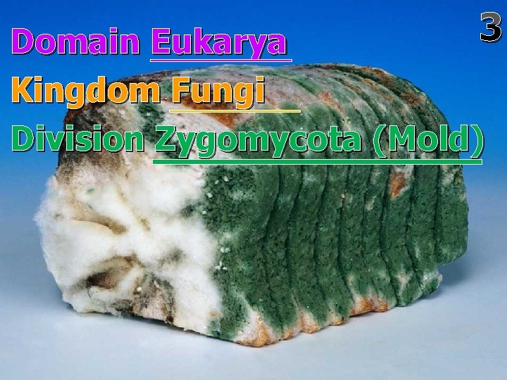 3 Domain Eukarya Kingdom Fungi Division Zygomycota (Mold) 