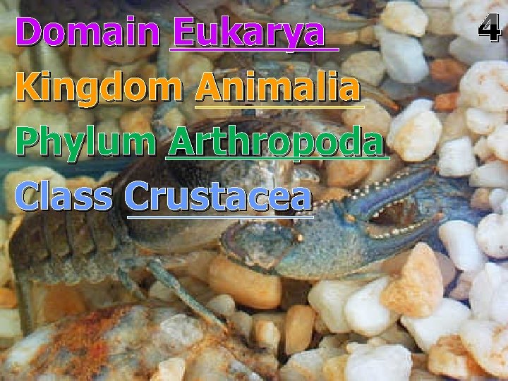 Domain Eukarya Kingdom Animalia Phylum Arthropoda Class Crustacea 4 