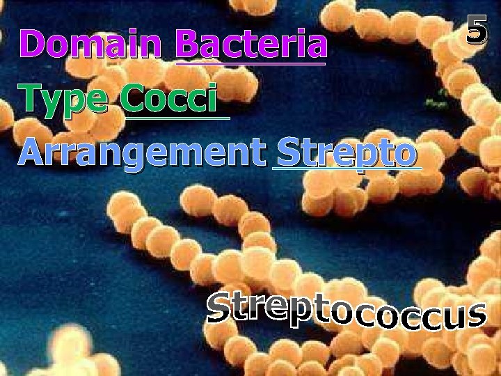 Domain Bacteria Type Cocci Arrangement Strepto 5 