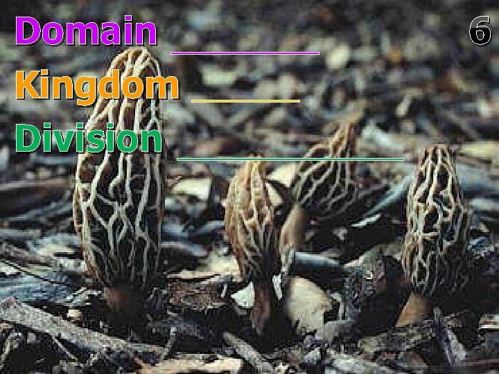 Domain Kingdom Division 6 