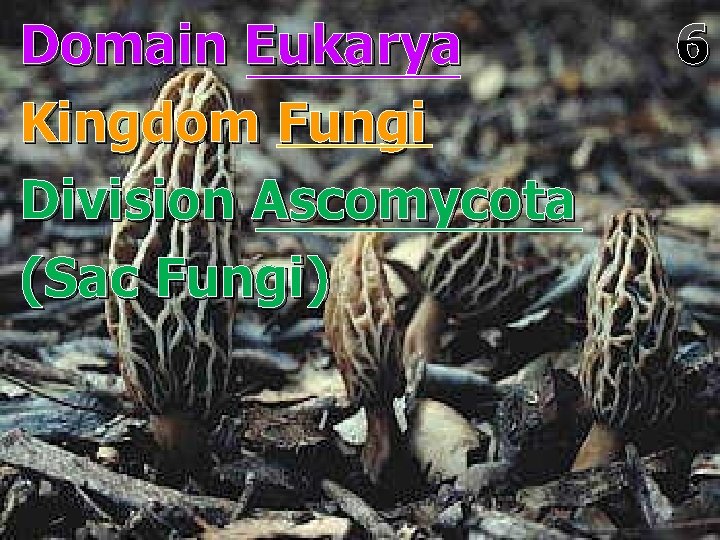 Domain Eukarya Kingdom Fungi Division Ascomycota (Sac Fungi) 6 